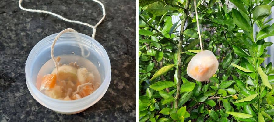 2 different DIY feed feeders ideas to make with kids